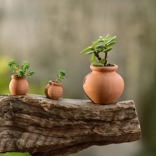 Macetas arcilla para plantas en miniatura o microecosistemas